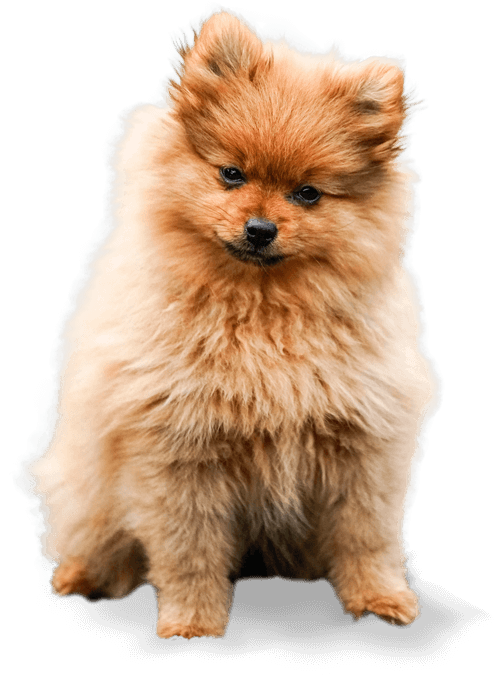 FurStay Dog Boarding | Dog Boarding in Greater Noida West Happy dog at FurStay dog boarding